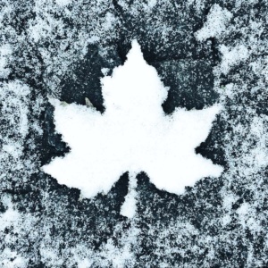 ahorn im schnee-2 (quad) ahorn im schnee-2 (quad)