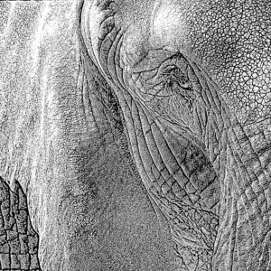 elefant ausschnitt lichtweiß elefant ausschnitt lichtweiß