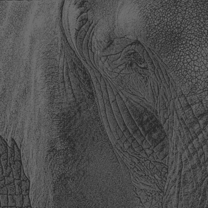 elefant ausschnitt dunkelschwarz elefant ausschnitt dunkelschwarz