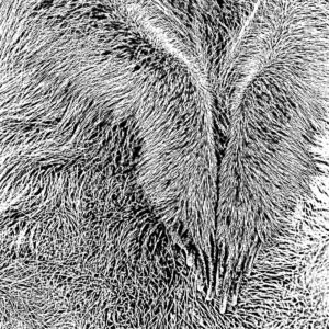 erdmännchen ausschitt lichtweiß erdmännchen ausschitt lichtweiß