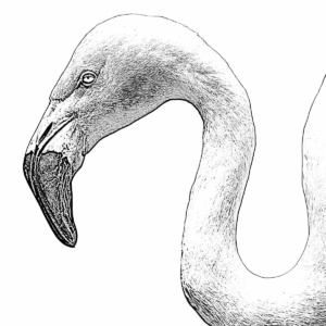 flamingo kopf lichtweiß flamingo kopf lichtweiß