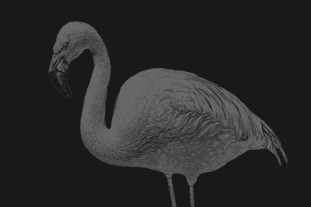 flamingo dunkelschwarz flamingo dunkelschwarz