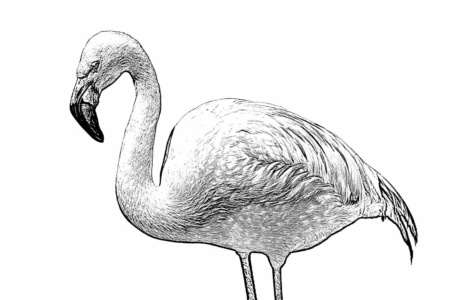 flamingo lichtweiß flamingo lichtweiß