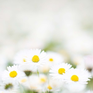 gänseblümchen-1 (quad) gänseblümchen-1 (quad)