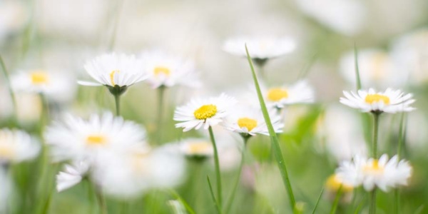 gänseblümchen-10 (1 zu 2) gänseblümchen-10 (1 zu 2)