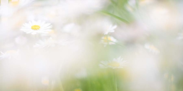 gänseblümchen-11 (1 zu 2) gänseblümchen-11 (1 zu 2)