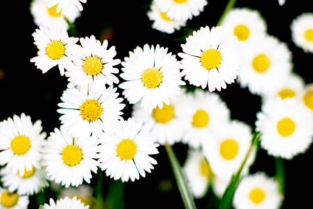 gänseblümchen-12 gänseblümchen-12