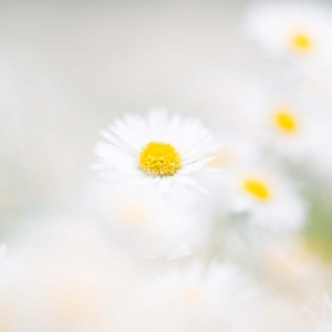 gänseblümchen-2 (quad) gänseblümchen-2 (quad)