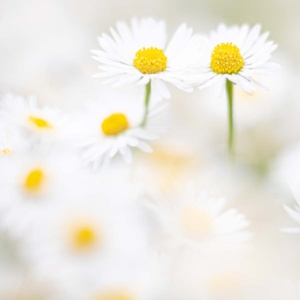 gänseblümchen-3 (quad) gänseblümchen-3 (quad)