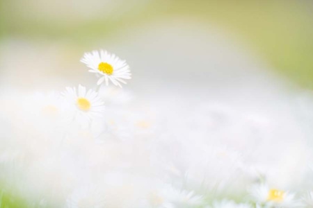 gänseblümchen-5 gänseblümchen-5