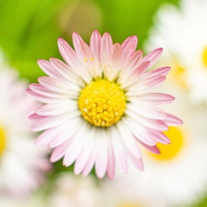 gänseblümchen-6 (quad) gänseblümchen-6 (quad)