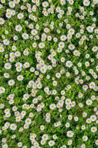 gänseblümchenwiese gänseblümchenwiese