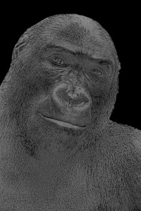 gorilla dunkelschwarz gorilla dunkelschwarz