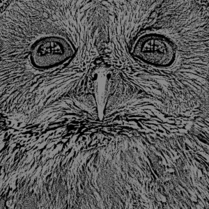 kauz ausschnitt dunkelschwarz kauz ausschnitt dunkelschwarz