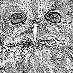 kauz ausschnitt lichtweiß kauz ausschnitt lichtweiß