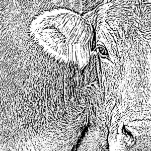 kuh ausschnitt lichtweiß kuh ausschnitt lichtweiß