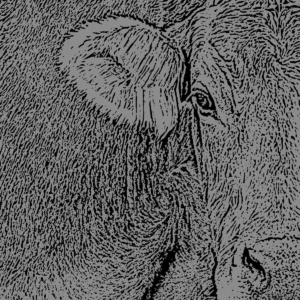 kuh ausschnitt dunkelschwarz kuh ausschnitt dunkelschwarz