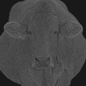 kuh frontal dunkelschwarz kuh frontal dunkelschwarz