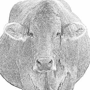 kuh frontal lichtweiß kuh frontal lichtweiß