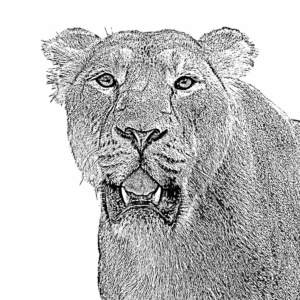 löwe lichtweiß löwe lichtweiß