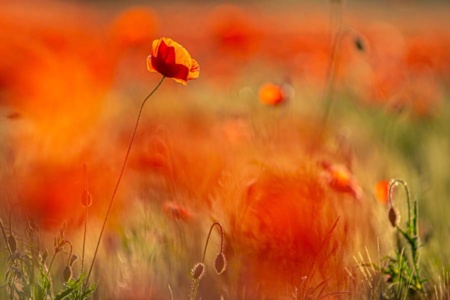 mohnblumen-10 mohnblumen-10