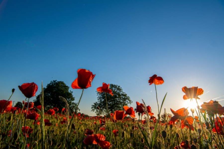 mohnblumen-11 mohnblumen-11