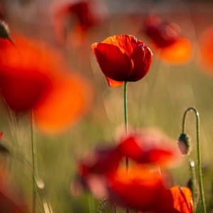 mohnblumen-12 (quad) mohnblumen-12 (quad)