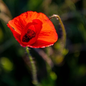 mohnblumen-13 mohnblumen-13