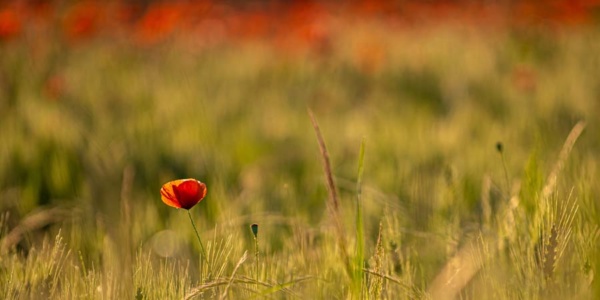 mohnblumen-15 (1 zu 2) mohnblumen-15 (1 zu 2)