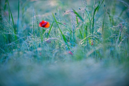 mohnblumen-16 mohnblumen-16