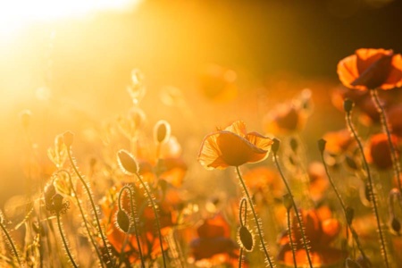 mohnblumen-19 mohnblumen-19