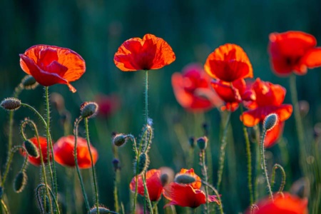 mohnblumen-20 mohnblumen-20