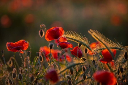 mohnblumen-21 mohnblumen-21