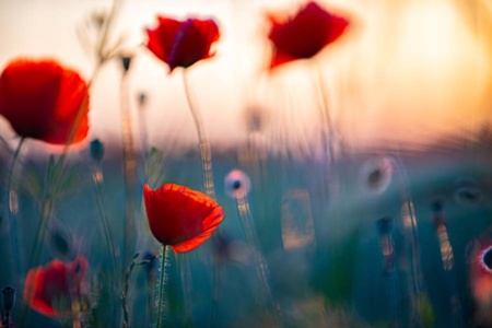 mohnblumen-22 mohnblumen-22