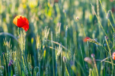 mohnblumen-4 mohnblumen-4