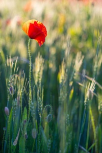 mohnblumen-5 mohnblumen-5