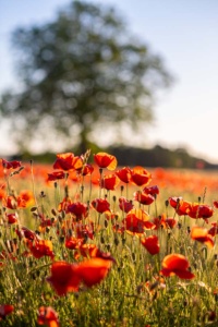 mohnblumen-6 mohnblumen-6