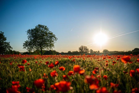 mohnblumen-8 mohnblumen-8