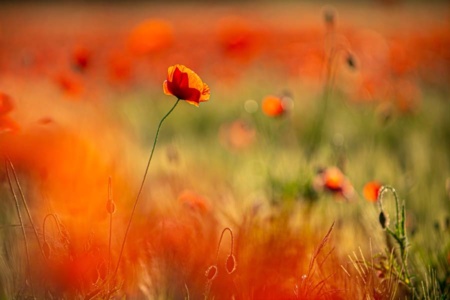 mohnblumen-9 mohnblumen-9