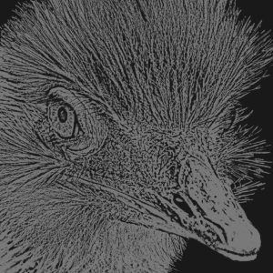 nandu dunkelschwarz nandu dunkelschwarz