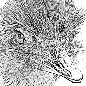 nandu lichtweiß nandu lichtweiß