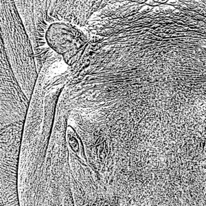 nilpferd ausschnitt lichtweiß nilpferd ausschnitt lichtweiß