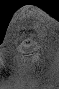 orang utan dunkelschwarz orang utan dunkelschwarz