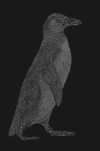 pinguin dunkelschwarz pinguin dunkelschwarz