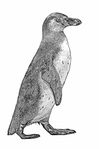 pinguin lichtweiß pinguin lichtweiß