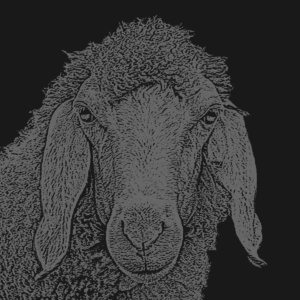 schaf dunkelschwarz schaf dunkelschwarz