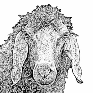 schaf lichtweiß schaf lichtweiß