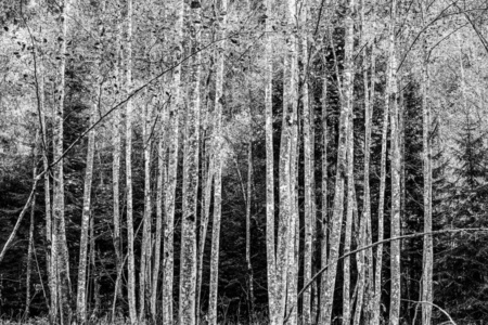 wald-2 (sw) wald-2 (sw)