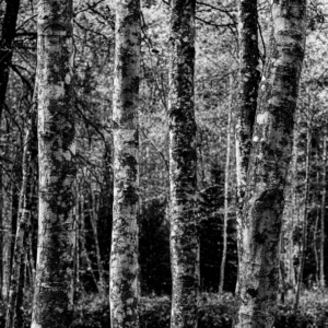 wald-6 sw (quad) wald-6 sw (quad)