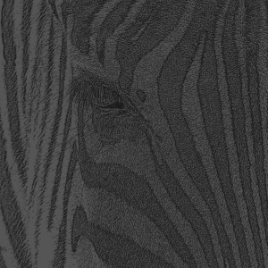 zebra ausschnit dunkelschwarz zebra ausschnit dunkelschwarz